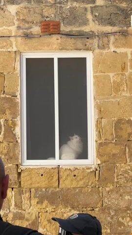 A white, fluffy cat is perched on a window sill, gazing upwards. The window is set in a wall constructed from tan, brick-like blocks. The window itself is a simple, modern design with a white frame. The interior of the room behind the window is dark, but the cat is clearly visible against the darkness. The window has a screen, slightly obscuring the view. A small portion of a dark object, potentially a bag, is visible at the bottom of the frame, partially obscuring the bottom of the wall.