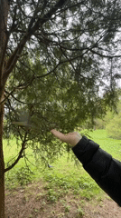 Person feeds squirrels and birds by hand in Saint Petersburg park