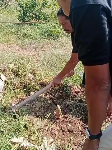The video shows two individuals working outdoors in a grassy, somewhat unkempt area with trees in the background. One individual, wearing a black t-shirt and black shorts, is using a hoe to dig in the soil. Another individual, also wearing a black t-shirt and black shorts, appears to be assisting or observing. The first individual kneels down and uses their hands to further examine something in the disturbed soil. They then stand up and walk away, looking towards the area they were digging. A second person also bends down to look at the ground. The first person then walks away from the camera, and the second person continues to look at the ground. A smoking cigarette is visible in the mouth of the first individual. Tools, including a hoe and a shovel, are present on the ground.