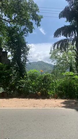 The video opens with a close-up shot of a dirt road, with a paved road visible in the foreground. Lush green foliage lines the left side of the road, with a building peeking through the trees. The camera then pans slightly upwards, revealing a vibrant orange flower in the center of the frame. Behind the flower, a majestic green mountain rises, partially shrouded in dramatic clouds. The sky above is a brilliant blue, dotted with white clouds. The scene is framed by the branches of trees on both the left and right sides of the screen, creating a natural frame for the breathtaking landscape. The video appears to be filmed on a sunny day, with good lighting and clear visibility.