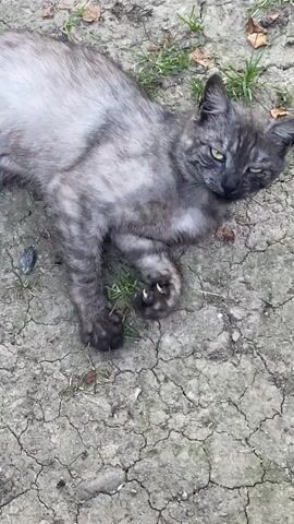 The video shows a close-up, high-angle view of a gray tabby cat lying on dry, cracked earth with patches of grass and a few fallen leaves. The cat is lying on its side with its head resting on the ground. Its eyes are partially closed and it appears to be sleeping or resting. The cat's fur is a mixture of gray and lighter gray tabby markings. Its paws are visible, and one paw is resting on the ground. The lighting suggests it is daytime.