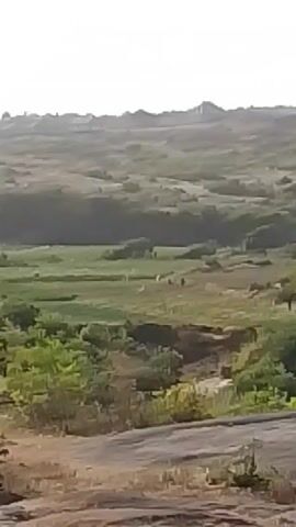 The video shows a landscape from a slightly elevated position. In the foreground, there are rocks and sparse greenery. The midground features a valley with more dense vegetation, including green bushes and patches of brown grass. In the far background, a distant hill or mountain range is visible against a pale sky. The camera pans slightly to the right.