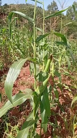 The video shows a field of corn plants on a sunny day. The corn stalks are tall and green, and some have ears of corn growing on them. The ground is reddish-brown. Some trees are visible in the background. The video pans across the field, showing the density of the corn plants.