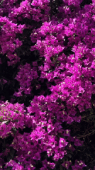 Bougainvillea bush filmed against blue sky in Fethiye, Turkey