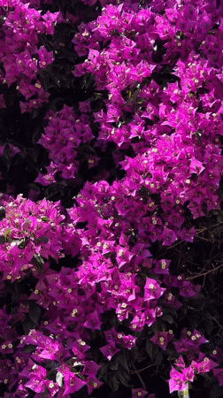 Bougainvillea bush filmed against blue sky in Fethiye, Turkey