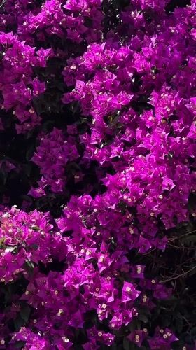 Bougainvillea bush filmed against blue sky in Fethiye, Turkey