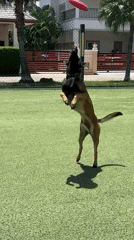 Dog plays frisbee, rests with owner in Thailand