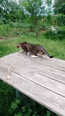 Rural afternoon with cats, chickens, and flowers in Ustyvytsia