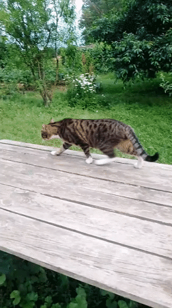 Rural afternoon with cats, chickens, and flowers in Ustyvytsia