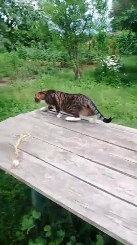Rural afternoon with cats, chickens, and flowers in Ustyvytsia