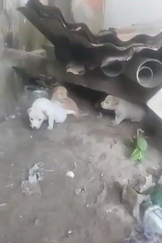 A total of four young puppies are visible in this video. Two of the puppies are mostly white with light brown markings on their ears and face. The other two puppies are primarily light brown with lighter undersides. The puppies are on a dirt ground. In the background, there are some corrugated metal sheets propped up by some pipes and wood, creating a shelter. There is also some debris on the ground, including what appears to be plastic bags and leaves. The puppies appear to be interacting with each other, nudging and sniffing. The video is shot from a slightly elevated position and is shaky at times.