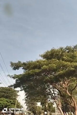 The video shows a view of trees and sky from a moving vehicle. The trees are green and leafy, and the sky is blue with some clouds. Power lines are visible against the sky. The camera is positioned at a low angle, looking up towards the treetops. The overall impression is one of movement through a tree-lined area on a clear day.