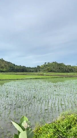 The video captures a wide shot of a rural landscape dominated by a flooded rice paddy in the foreground. The water reflects the sky and the surrounding greenery, with rows of young rice plants emerging from the submerged fields. In the middle ground, several figures, likely farmers, are visible working in another section of the paddy. They appear to be engaged in agricultural tasks, possibly planting or tending to the crops, and some are wearing colorful clothing or hats. The background features a lush green hillside covered in trees, creating a natural backdrop to the agricultural scene. The sky above is a mix of blue with scattered clouds, suggesting daytime. The overall impression is one of natural beauty and rural life.