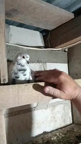 A person's hand gently interacts with a white and grey speckled pigeon perched in a wooden structure. The pigeon appears calm and comfortable with the human presence, its head tilted as it observes the hand. The setting appears to be a dovecote or a similar enclosed space, with rough wooden beams forming the structure and cinder blocks visible in the background. The overall impression is one of a peaceful moment between a human and an animal, likely in a rural or agricultural environment given the context of Zakrzewo-Kopijki, Poland. The lighting suggests it could be daytime, though the enclosed space limits definitive conclusions about the time of day or weather conditions. There is no visible text in the video.