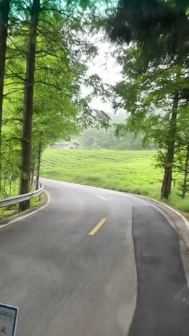 The video shows a scenic view from inside a moving vehicle, likely a bus or car. The road winds through lush green fields, possibly tea plantations, under a canopy of tall trees. The weather appears to be overcast or rainy. The road has yellow lines marking the lanes. In some shots, the vehicle's interior is visible, including parts of the dashboard, a safety feature, and other small objects. The focus is primarily on the natural landscape passing by.
