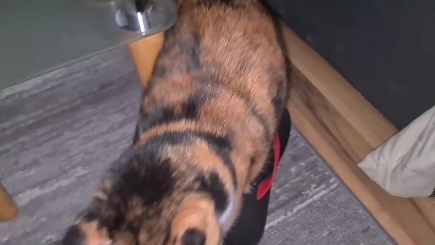 The video shows a calico cat walking on a gray patterned carpet. A pair of black flip-flops with red straps are sitting on the carpet. In the background is a wooden bed frame and a white pillow.