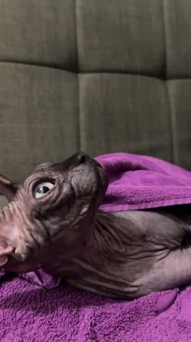 Sphynx cats wrapped in purple towels, chilling in Budva