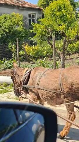 A brown donkey with a harness is walking on a paved road next to a sidewalk with a concrete pipe. A fence and a garden with trees and greenery are visible in the background. The sun is shining, and the sky is clear.