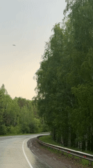 Bird spotted flying near tree-lined road in Russia