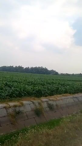The video pans across an agricultural landscape. In the foreground, a concrete channel runs along the edge of a road. Beyond the channel, a large field of green crops, likely corn, stretches towards a line of trees in the distance. The sky is overcast with clouds. As the video progresses, the view shifts to show a paved road with a single lamppost on the left side. Further down the road, another lamppost and utility poles are visible. Two motorcycles are seen riding away from the camera on the road. The overall scene depicts a rural environment with agricultural fields and infrastructure.