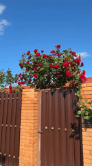 Blooming roses brighten residential area in Taman, Russia