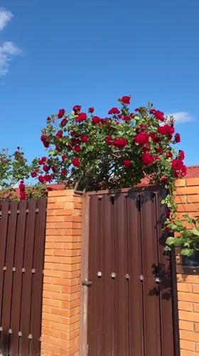 Blooming roses brighten residential area in Taman, Russia
