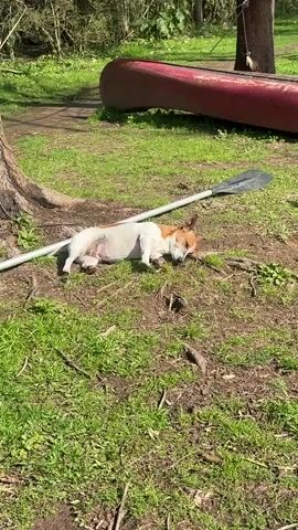 A small, tan and white dog is lying on the ground, appearing to be asleep or resting. The dog is on its side with its head resting on the ground and its eyes closed. A paddle lies on the ground next to the dog. In the background, a red canoe is visible, resting on the grass. The scene is outdoors, with grass, dirt, and trees surrounding the dog and canoe. The lighting suggests it is daytime.