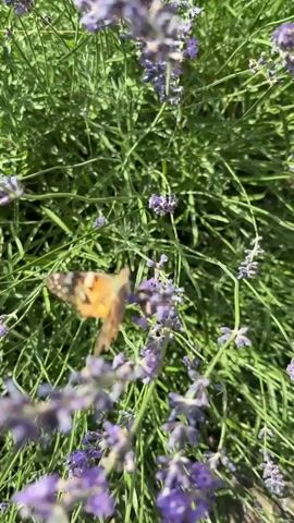A butterfly with orange and brown wings rests on a lavender plant. The plant has green leaves and purple flowers. The camera is focused on the butterfly and the lavender. The lighting suggests it is daytime.