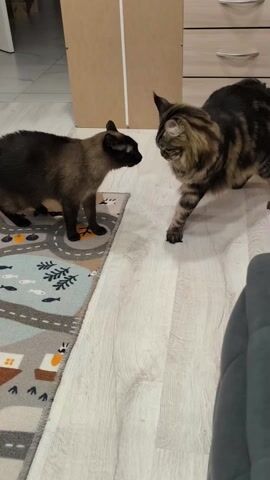 Two cats are facing off in a room with light-colored wood-look flooring. One cat, on the left, is a short-haired Siamese cat with dark brown fur and black points. The other cat, on the right, is a larger, long-haired cat with brown tabby markings. The tabby cat has a bushy tail that is held up. The Siamese cat stands on a patterned rug with fish and other designs, while the tabby cat is on the bare floor. In the background is a light wood cabinet with metal handles. A gray sofa with a blue patterned blanket on it is visible on the right side of the frame. The cats appear to be cautiously sizing each other up.
