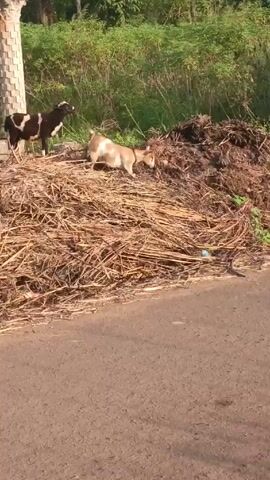 The video shows two goats on the side of a road next to a pile of dried brush. One goat is black and white, while the other is brown and white.  The goats walk down the road in the same direction, toward an open-roofed metal shed on the side of the road.  The road is made of asphalt.  The area around the road is green with lush foliage.