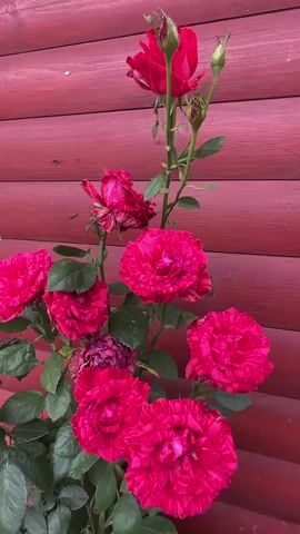 A close-up, vertical shot shows a cluster of vibrant pink roses with striped petals against a backdrop of dark red horizontal wooden planks. Several roses are in full bloom, their intricate petal structures clearly visible. One rose at the top is still a bud. Green leaves and thorny stems are interspersed among the flowers. The lighting is soft, highlighting the texture and rich color of the roses. The camera remains stationary throughout the brief clip.