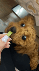Brown poodle hand-fed vegetables in Sofia, Bulgaria