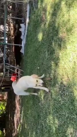 The video shows a medium-sized, light-colored dog lying on a grassy lawn. The dog is holding a small stick in its mouth. The background includes a garden area with various objects and vegetation. The camera angle is tilted and static, providing a full view of the dog and its surroundings. The scene is well-lit, suggesting it is daytime.