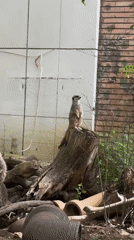 Wildlife park animals observed during midday visit in Sofia