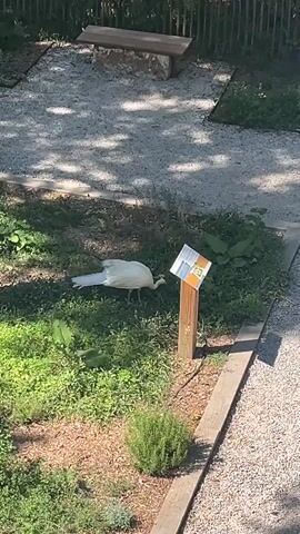 A white peacock is foraging on grass near a signpost. The peacock is partially obscured by the signpost. A wooden bench is visible in the background. The ground is covered with gravel.