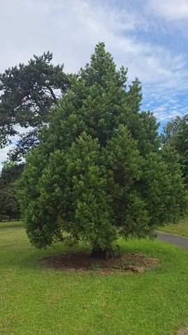 The video shows a large, mature evergreen tree with a full, dense canopy of dark green foliage. The tree is situated on a grassy mound, and its base is surrounded by a ring of mulch. The ground is covered in short, well-maintained green grass. In the background, a paved pathway curves around the right side of the frame, and other trees, including a taller conifer, are visible. The sky is partly cloudy with patches of blue. The lighting suggests it is daytime, possibly late morning or afternoon. There are no people or animals visible in the video. The camera appears to be stationary, capturing the tree from a medium distance.