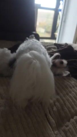 A white fluffy dog, seen from behind, stands on a textured beige blanket. The dog turns its head to the left as a smaller dog, mostly white with some grey markings, is visible lying down in the background. The smaller dog is facing away from the camera and appears to be resting or sleeping. The environment appears to be indoors, with a blurred background showing a window and furniture.