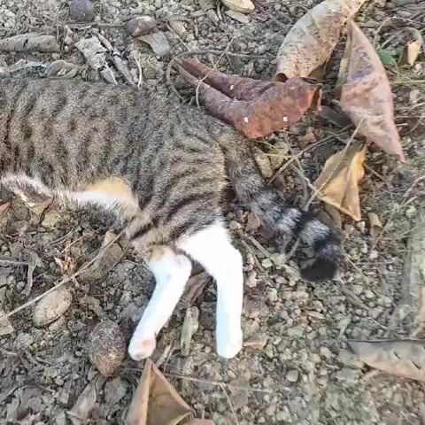 The video opens with a close-up of a tabby cat lying on the ground. The cat is viewed from behind, showing its striped tail and white-tipped legs. The ground is covered with dirt, small rocks, and dry leaves. The camera then pans to the cat's face. It has green eyes, a white muzzle, and pink ears. The cat is lying on its side, with its paws tucked beneath it. A person's hand enters the frame and gently strokes the cat's back and head. The cat appears relaxed and does not react negatively to the petting. The hand continues to stroke the cat for a few seconds before the video ends. The environment is consistent with an outdoor setting, possibly a garden or a wooded area. The lighting suggests it is daytime.