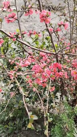 The video shows a close-up of a shrub with pink flowers. The shrub has many branches, some bare and some with small green leaves. The ground around the shrub is covered in green plants and grass. In the background, there is a blurry image of a light-colored object. The camera moves slightly, focusing on different parts of the shrub and its flowers. The video appears to be taken outdoors in natural daylight.