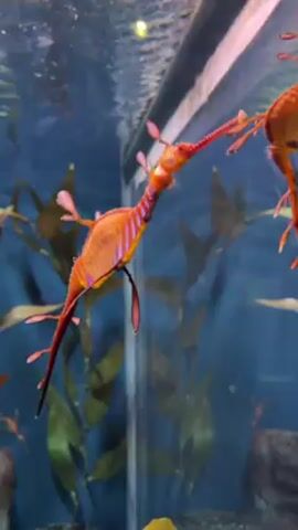 The video shows a brightly colored leafy sea dragon swimming in a large aquarium. The creature is orange with pink and purple stripes along its body, and small leaf-like appendages extending from its sides. The sea dragon is swimming among kelp and other sea plants, and the water in the aquarium is clear and blue. There are other sea dragons in the background.