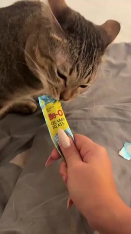 A tabby cat with green eyes is being fed a treat from a yellow and blue packet labeled "Me-O Creamy Treats". The cat is licking the treat from the packet which is held by a human hand with light-colored fingernails. The scene appears to be indoors, possibly on a bed with gray bedding.