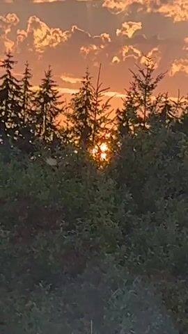 A vertical video captures a sunset scene through what appears to be a window or windshield, indicated by a dark edge along the bottom and a reflection or obstruction in the upper right corner. The sky is filled with dramatic clouds illuminated by the setting sun, casting a warm orange and yellow glow. Silhouetted against the sky are the tops of evergreen trees and lush green foliage in the foreground. The sun is partially visible, peeking through the branches of the trees, creating a radiant effect. The overall impression is a peaceful, natural landscape at dusk.