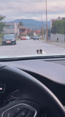 Dog blocks residential street in Blagoevgrad, Bulgaria