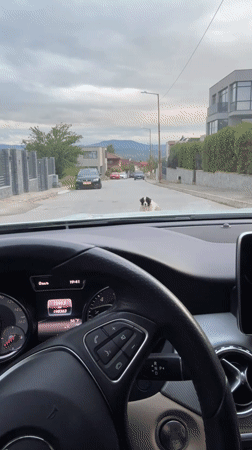 Dog blocks residential street in Blagoevgrad, Bulgaria