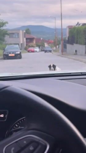 Dog blocks residential street in Blagoevgrad, Bulgaria
