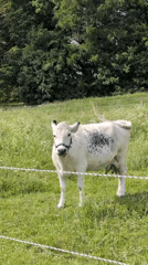 Afternoon at a Helsinki farm with animals, gardens, and passing planes