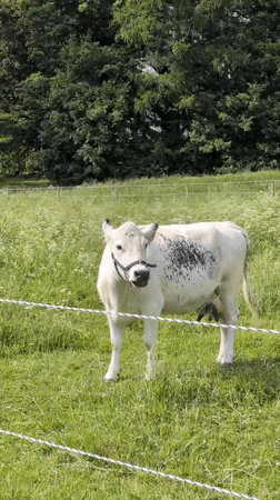 Afternoon at a Helsinki farm with animals, gardens, and passing planes