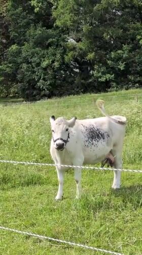 Afternoon at a Helsinki farm with animals, gardens, and passing planes