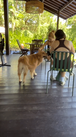 Golden retriever hangs out at a garden café in Mengwi