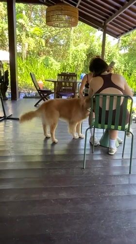 Golden retriever hangs out at a garden café in Mengwi
